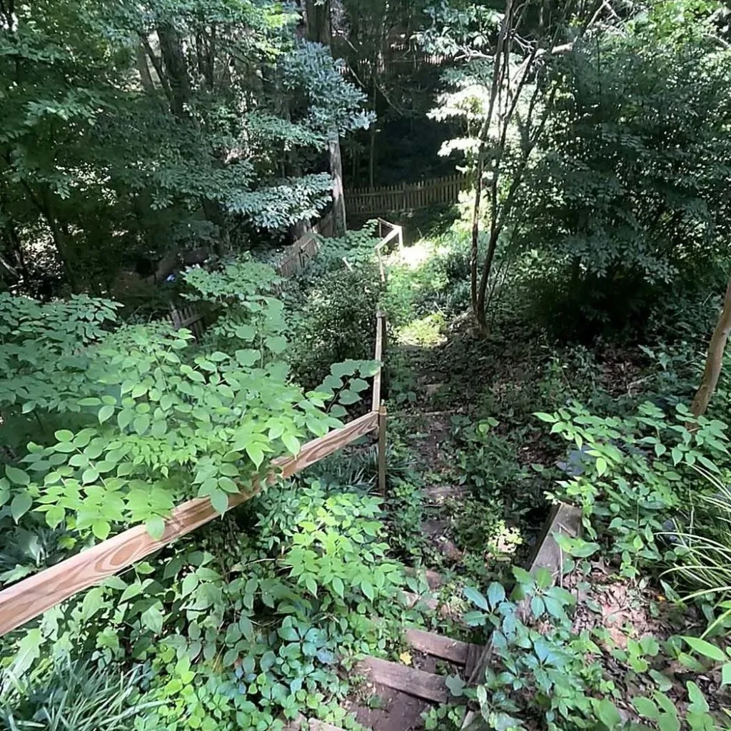 Backyard hillside steps buried under heavy overgrowth before clearing