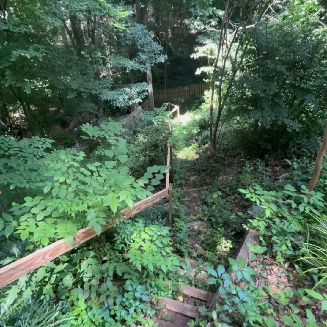 Overgrown hillside covered in brush before clearing